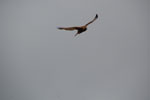 2011-12-18_15-56-00_DSC_0665.jpg