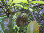 2011-12-22_08-08-13_IMGP0895.jpg