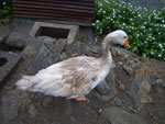 2011-12-22_09-17-32_IMGP0919.jpg