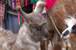2011-12-29_10-19-03_DSC_2651.jpg