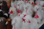 2011-12-29_10-51-31_DSC_2681.jpg