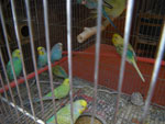 2012-01-03_15-36-45_IMGP1762.jpg