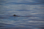 2012-01-18_09-27-09_DSC_4424.jpg