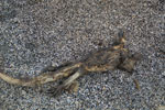 2012-01-18_14-57-29_DSC_4544.jpg