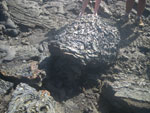 IMGP2901.jpg