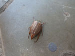 2012-05-07_14-40-34_P1050758.jpg