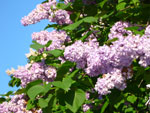 2012-05-10_18-32-04_P1060214.jpg