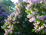 2012-05-10_18-42-39_P1060234.jpg