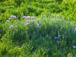 2012-05-10_19-07-54_P1060289.jpg
