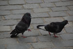 2012-05-17_17-19-39_DSC_5584.jpg
