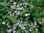 2012-05-22_05-41-47_P1070301.jpg