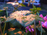 2012-05-27_05-18-39_P1070560.jpg