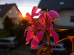 2012-05-27_05-19-47_P1070568.jpg