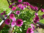 2012-05-29_17-26-21_P1070624.jpg
