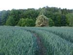 2012-06-08_21-31-00_P1070817.jpg