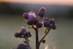 2012-06-26_21-07-13_DSC_6114.jpg