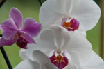 Photos