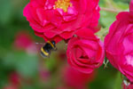 2012-06-28_12-06-59_DSC_6198.jpg