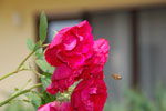 2012-06-28_12-08-03_DSC_6203.jpg