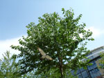 2012-06-30_16-09-43_P1090233.jpg