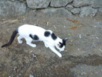 2012-08-11_18-20-21_P1100997.jpg