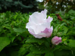 2012-08-14_18-24-15_P1110256.jpg