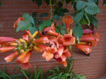 2012-08-20_17-35-07_P1110469.jpg