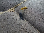 2012-08-22_16-42-54_P1110566.jpg