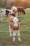 2012-09-01_19-33-59_DSC_6254.jpg
