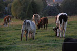 2012-09-01_19-42-26_DSC_6302.jpg