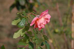 2012-09-09_16-06-40_DSC_6368.jpg