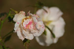 2012-09-09_16-06-56_DSC_6370.jpg