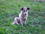 Photos