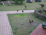 2012-11-07_07-38-45_IMGP0374.jpg