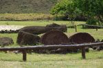 2012-11-08_12-11-34_DSC_6785.jpg