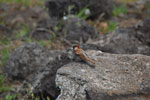 2012-11-09_14-59-51_DSC_7291.jpg