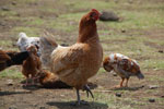 2012-11-09_15-20-04_DSC_7317.jpg