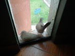 2012-11-12_09-54-02_IMGP0462.jpg