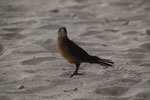 2012-11-18_16-11-55_DSC_7996.jpg