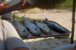 2012-11-20_14-46-28_DSC_8415.jpg