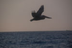 2012-11-20_16-51-41_DSC_8448.jpg