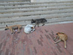 2012-11-30_11-28-40_IMGP2219.jpg
