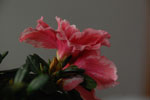 2012-12-26_13-55-24_DSC_9709.jpg
