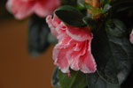 2012-12-26_13-55-36_DSC_9710.jpg