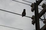 2013-01-11_12-38-19_DSC_2729.jpg