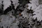 2013-01-17_17-39-46_DSC_3161.jpg