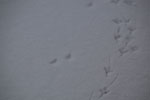 2013-01-20_14-55-01_DSC_3206.jpg