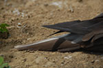 2013-03-12_13-50-24_DSC_5786.jpg