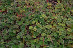 2013-03-25_15-08-16_DSC_7001.jpg