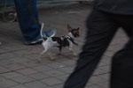 2013-03-25_17-46-36_DSC_7131.jpg